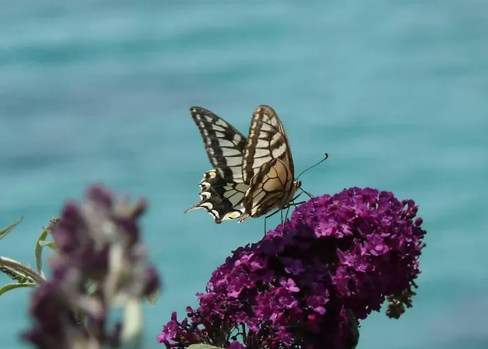 Apartment Magnolia *